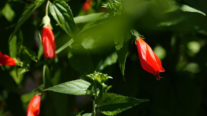 Get It Growing: Turk’s cap is tough native bush with beautiful flowers